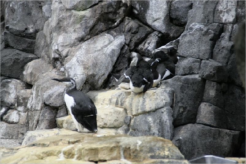 020-Pinguin