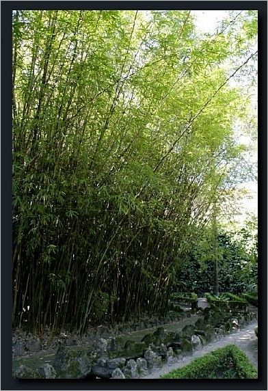 069-Bambus2
